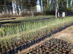 Forestacion en la Meseta 1