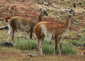 Guanacos