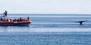 Avistaje ballenas