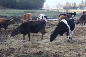 Nueva operatoria CORFO