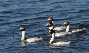 Hooded Grebe @ Santiago Imberti