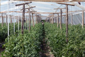 invernadero 28 de julio1