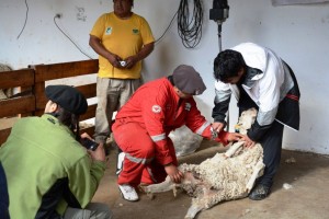 Sarmiento Capacitacion ovinos (15)