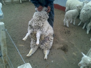 Corfo - Mejora genetica