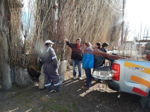 Corfo - entrega arboles club sarmiento