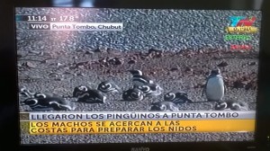 Tombo captura pantalla