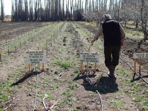 Corfo Estaqueros Sto