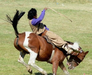 Esquila 2016 - domando