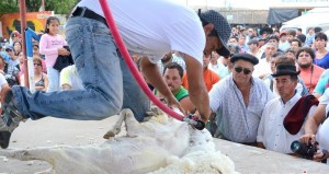 Esquila 2016 - esquilando