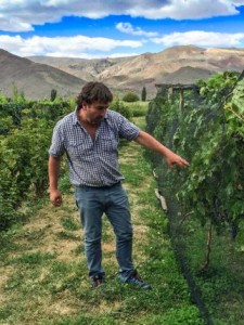 vendimia paso del sapo