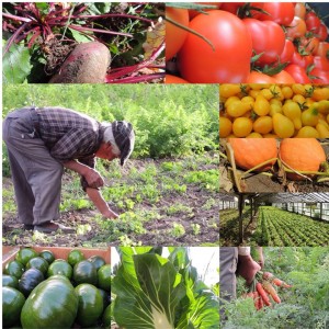 verduras ricardo one