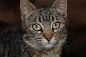 gatita hidatidosis