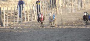 carrera-galgos-sarmiento